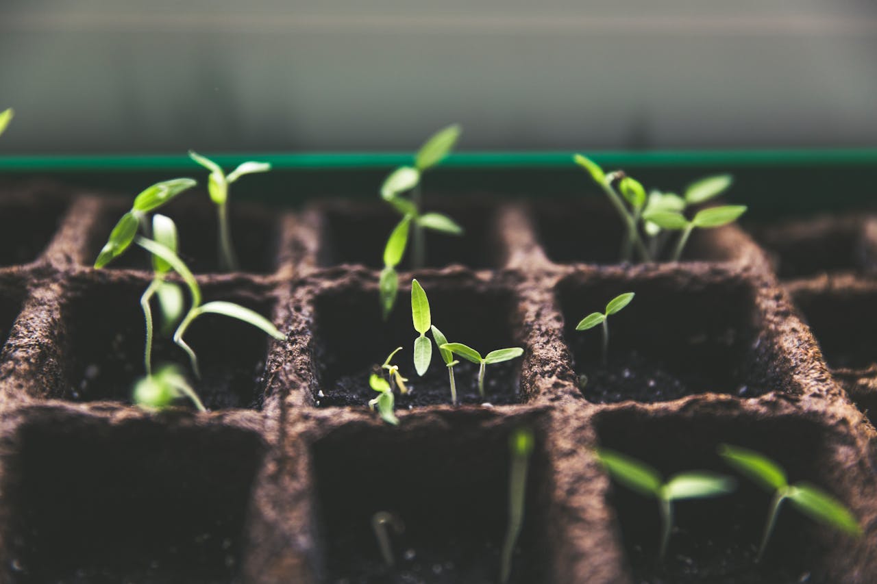 services-06 Close-up of green sprouts emerging from soil in seed trays, symbolizing growth and vitality.
