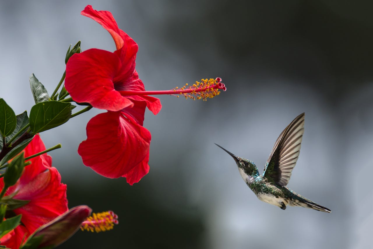 services-04 A hummingbird hovers gracefully near a blooming red hibiscus, showcasing nature's delicate beauty.
