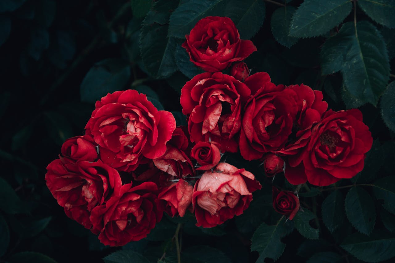services-02 Close-up of vibrant red roses in bloom with lush green leaves, perfect for romantic themes.