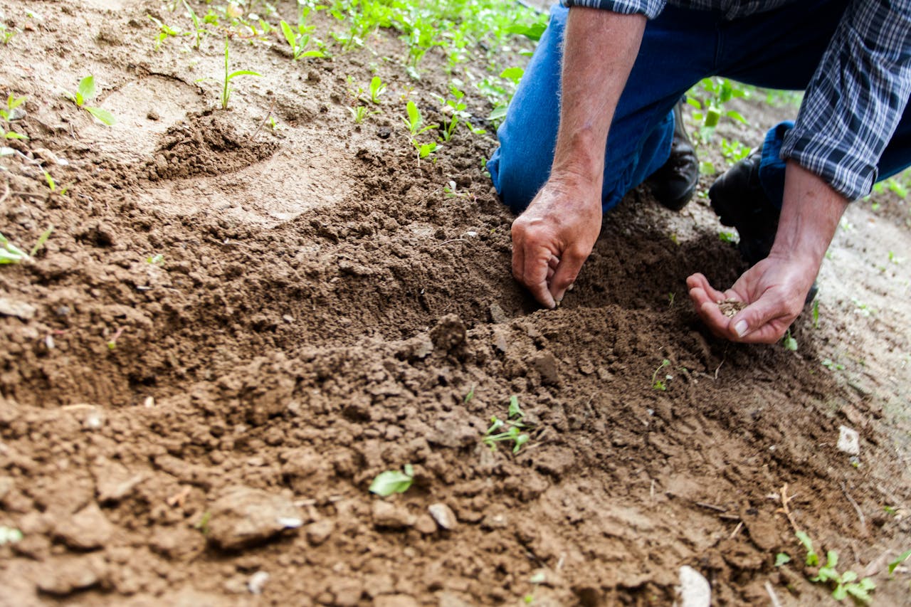 home-hero Close-up of a person planting seeds in soil, emphasizing gardening and cultivation.