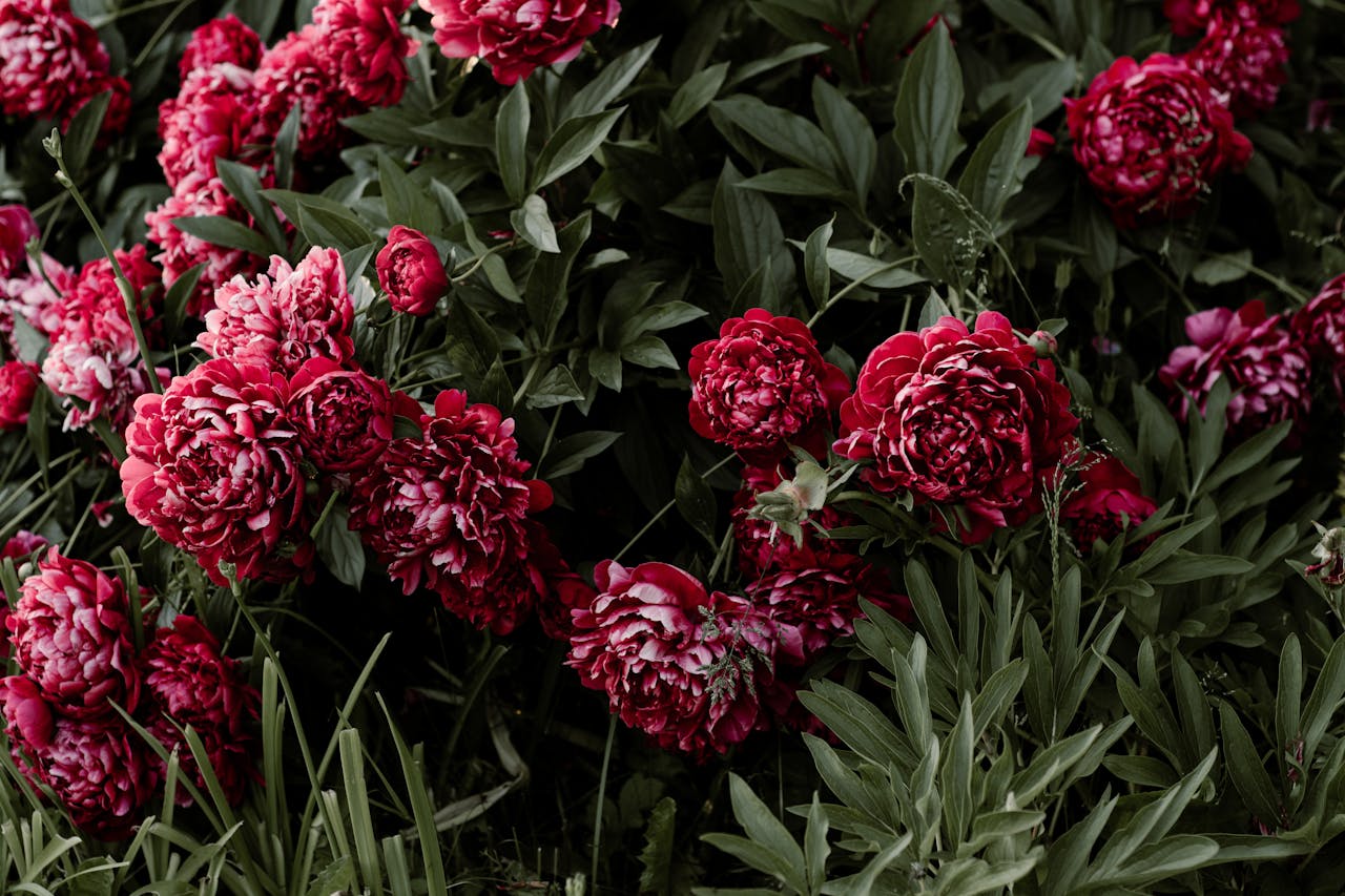 services-03 Captivating red peonies in lush bloom, showcasing vibrant petals and fresh foliage.