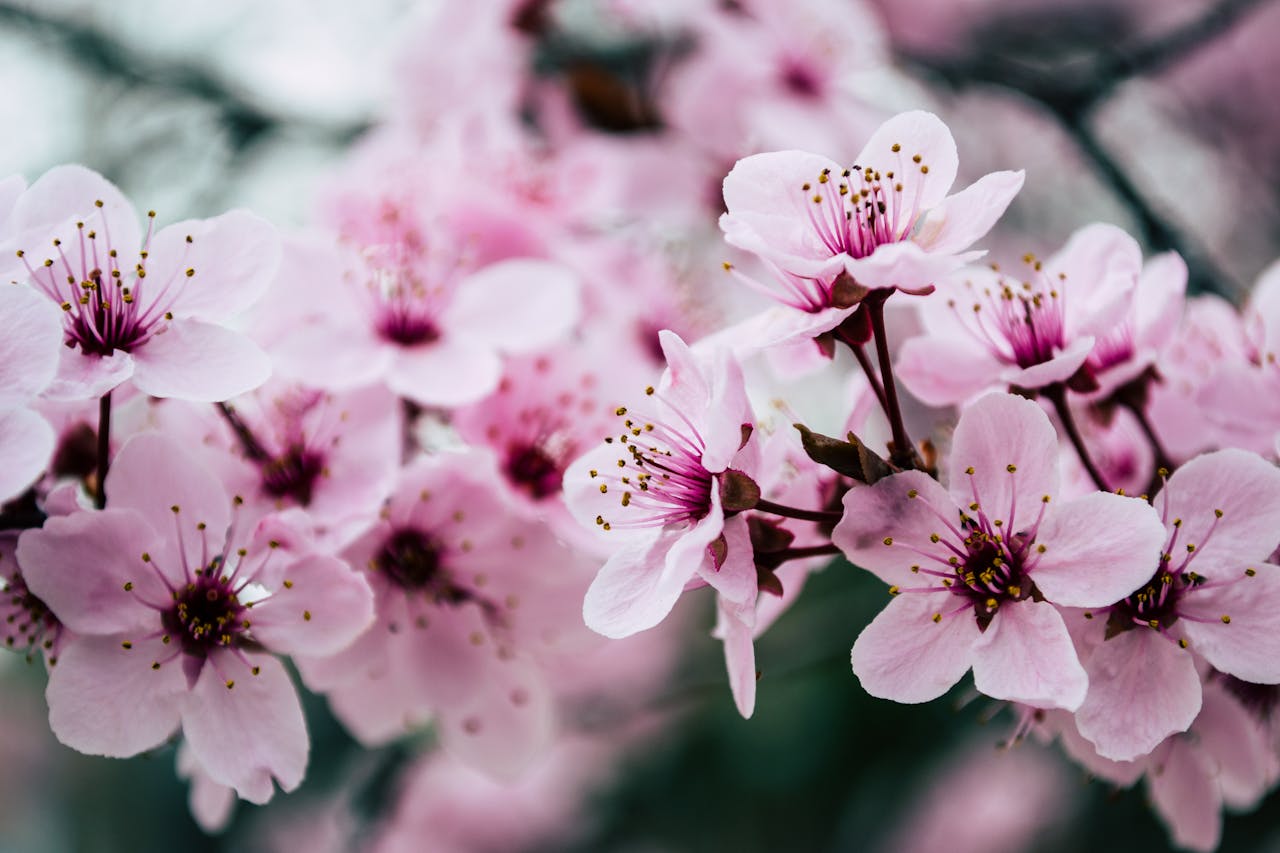services-01 Vibrant close-up of pink cherry blossoms capturing spring's essence.
